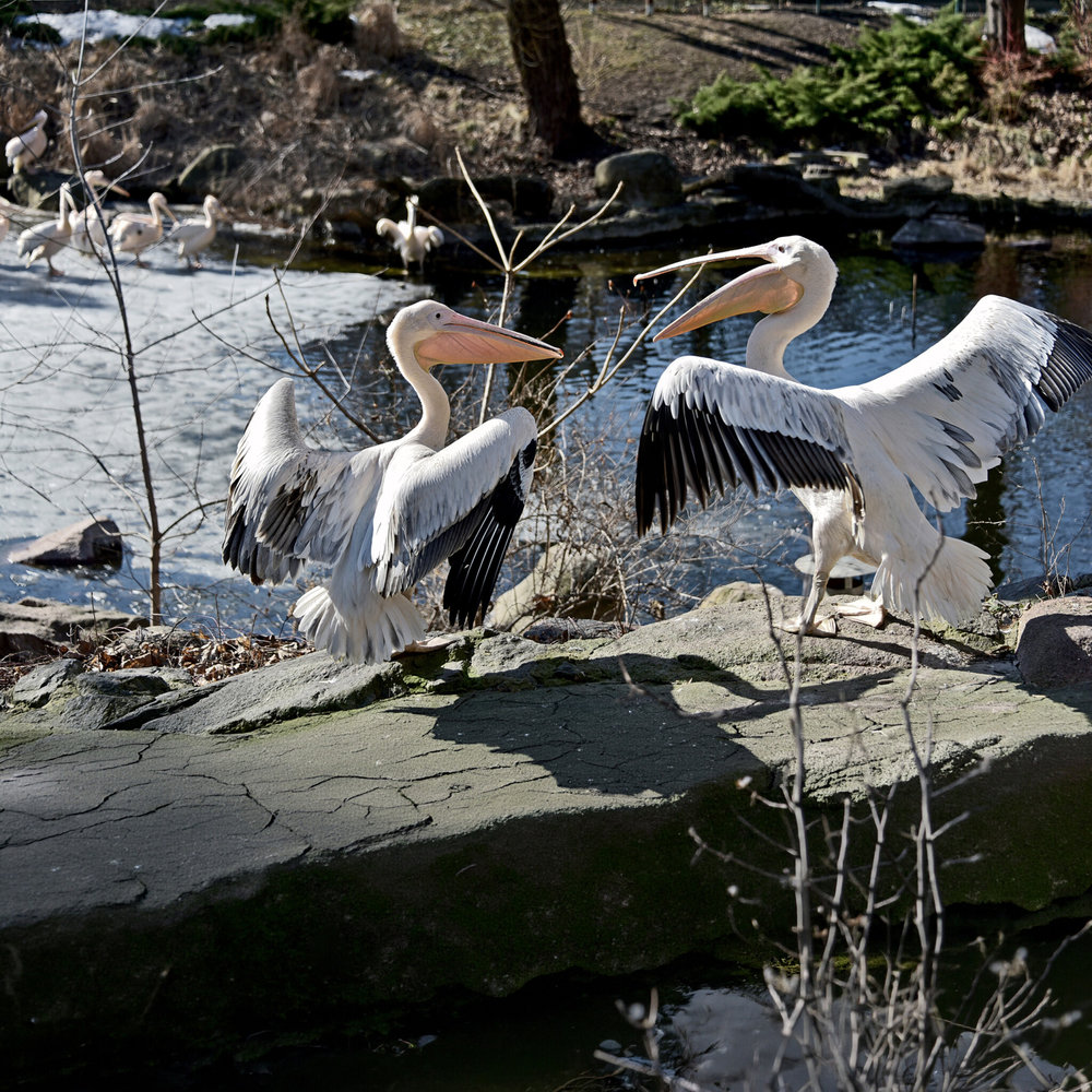 київський зоопарк