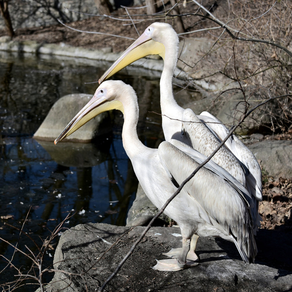 київський зоопарк