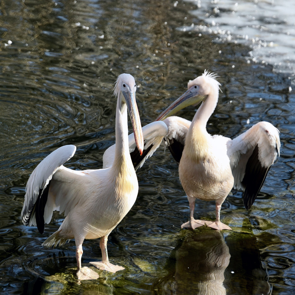 київський зоопарк