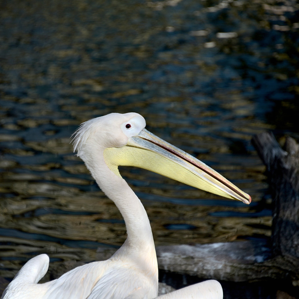 київський зоопарк