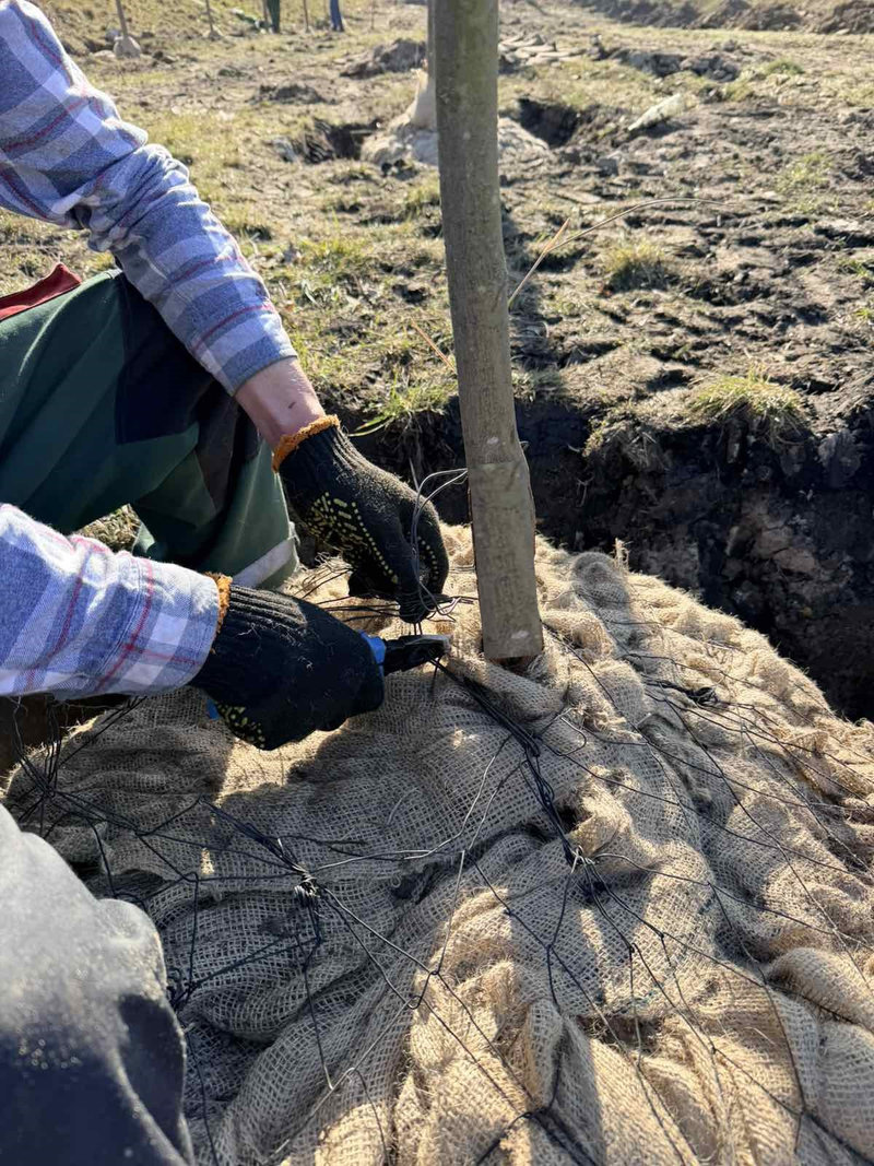 Київзеленбуд