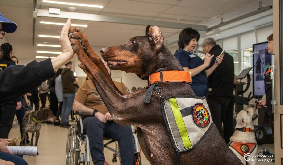 доберман Ханна