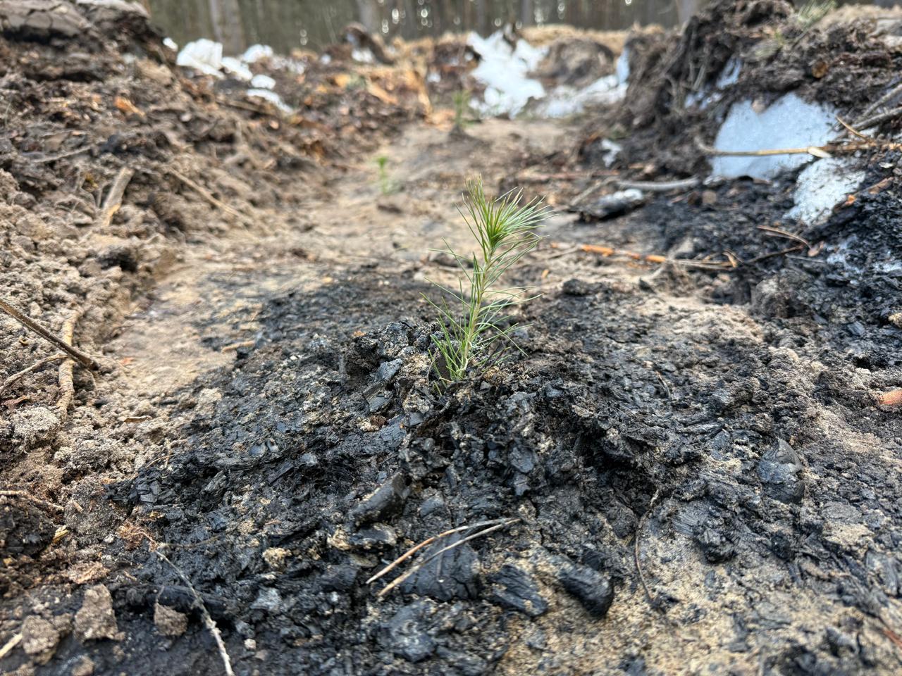 Відновлення лісу в Дарницькому районі