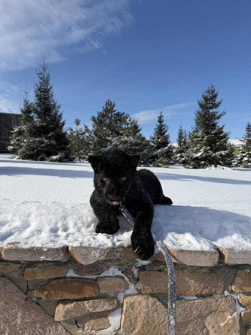 Леопард Гера