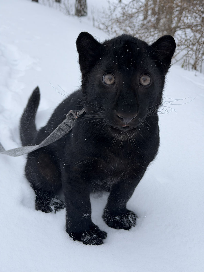 Леопард Гера