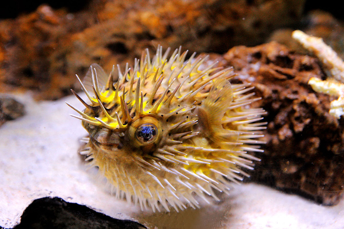 Океанаріум Морська казка