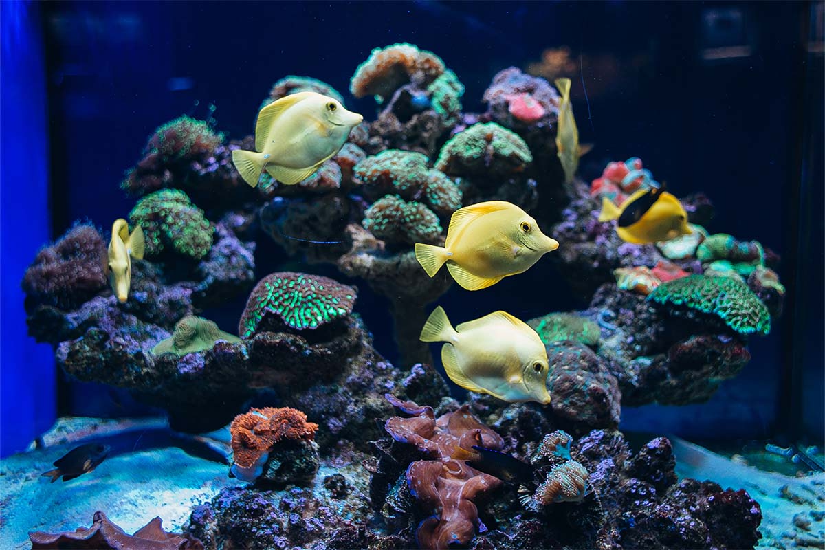 Океанаріум Морська казка