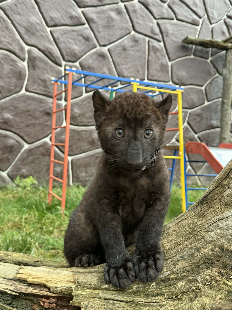 Леопард Гера