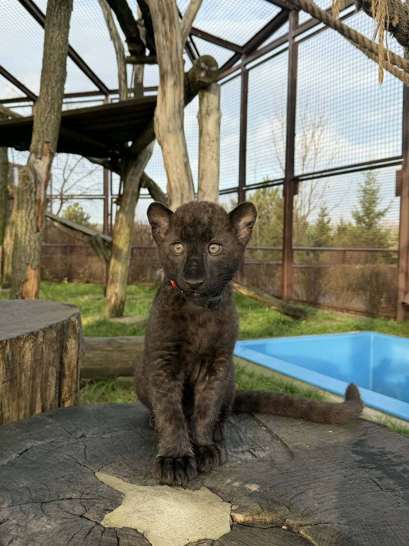 Леопард Гера