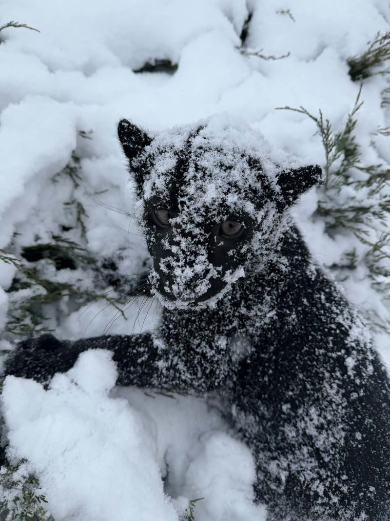 Леопард Гера