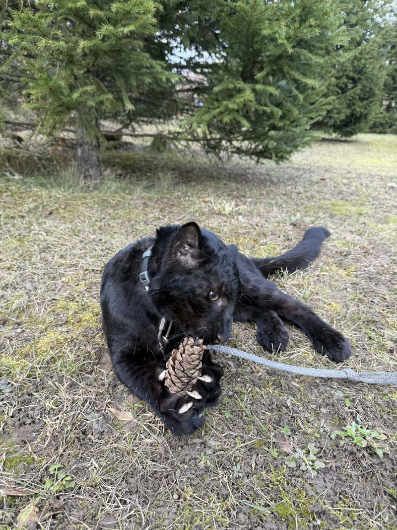 Леопард Гера