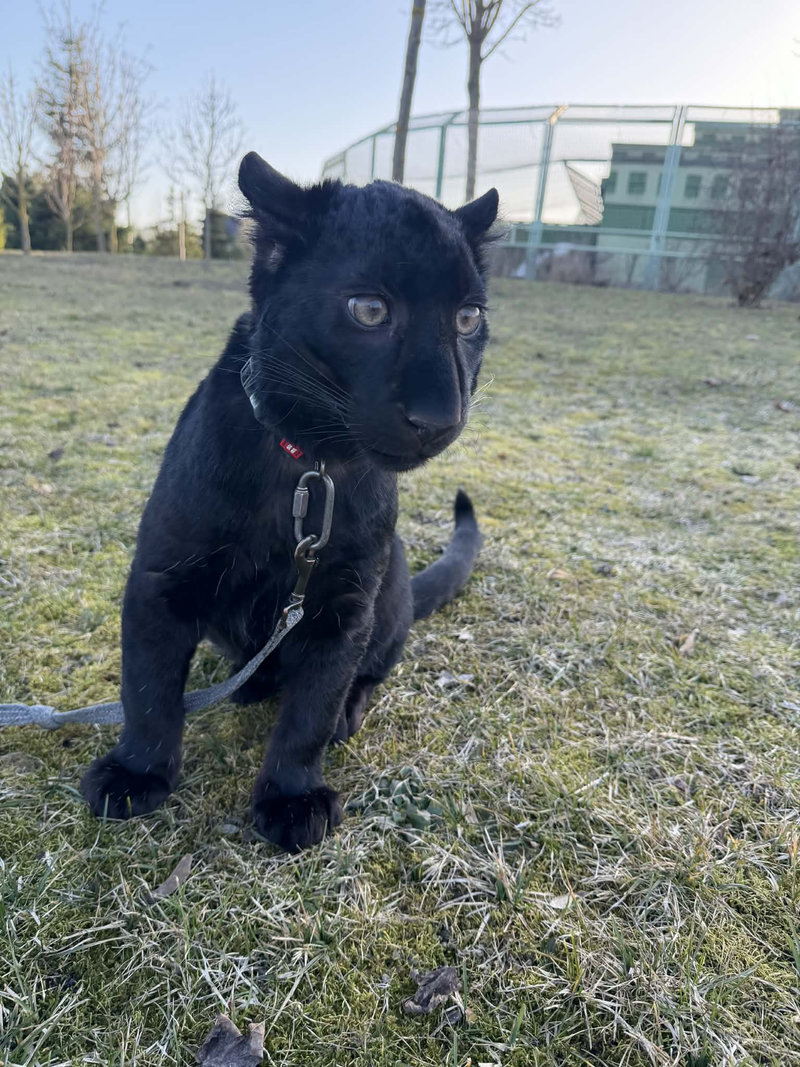 Леопард Гера