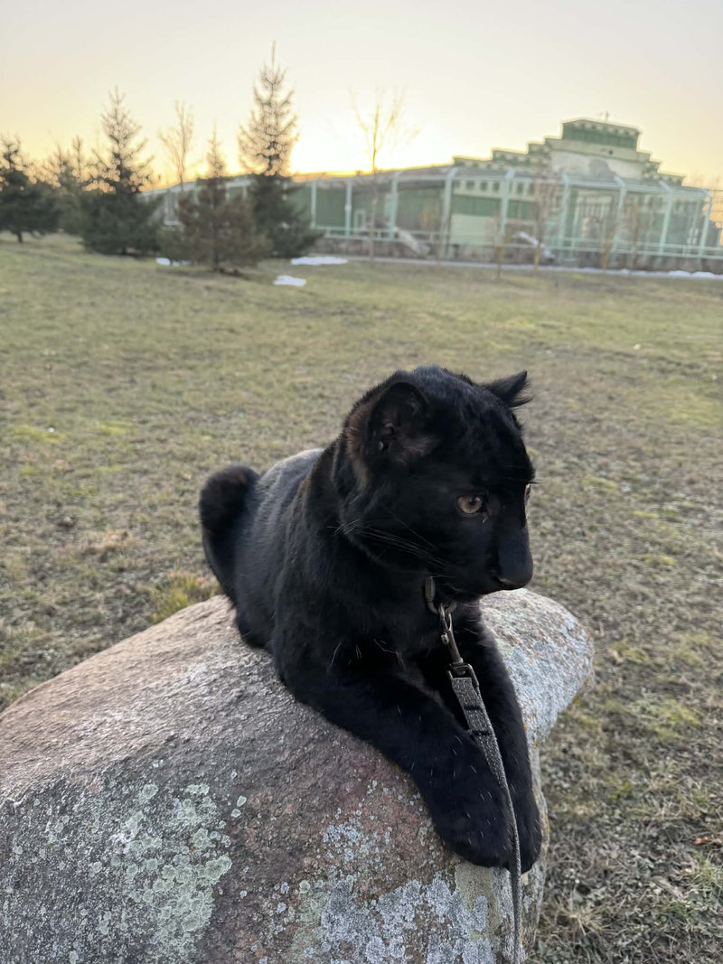 Леопард Гера