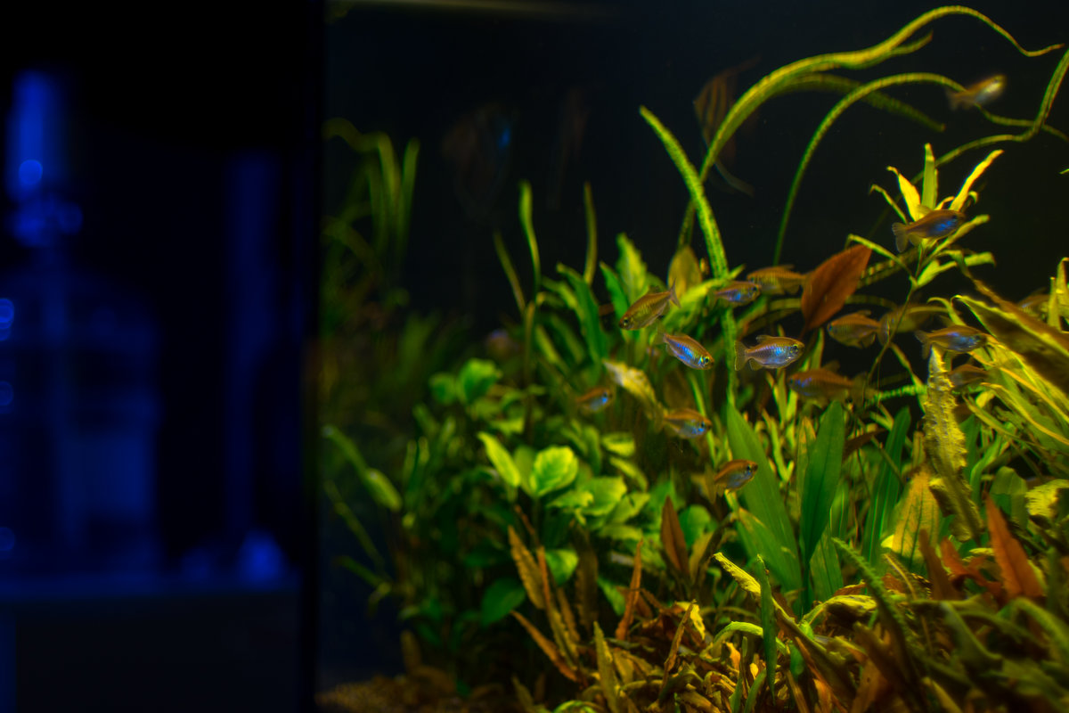 Будинок природи