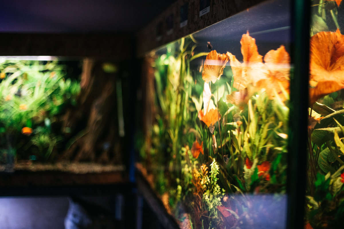 Будинок природи