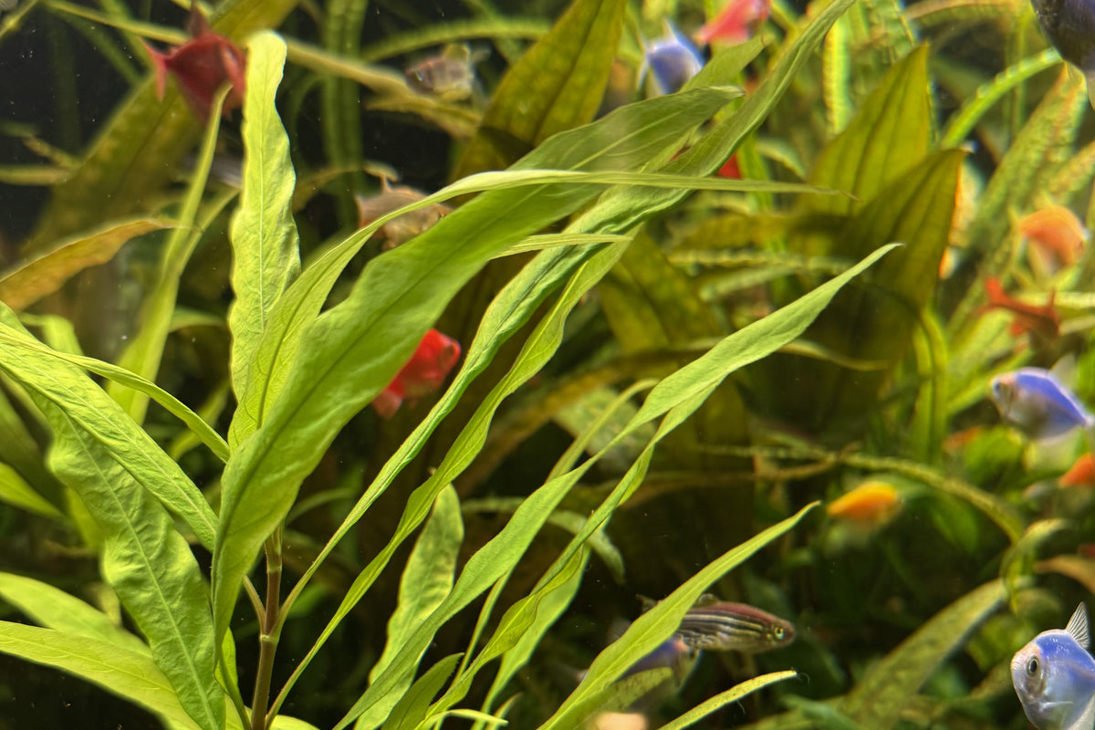 Будинок природи