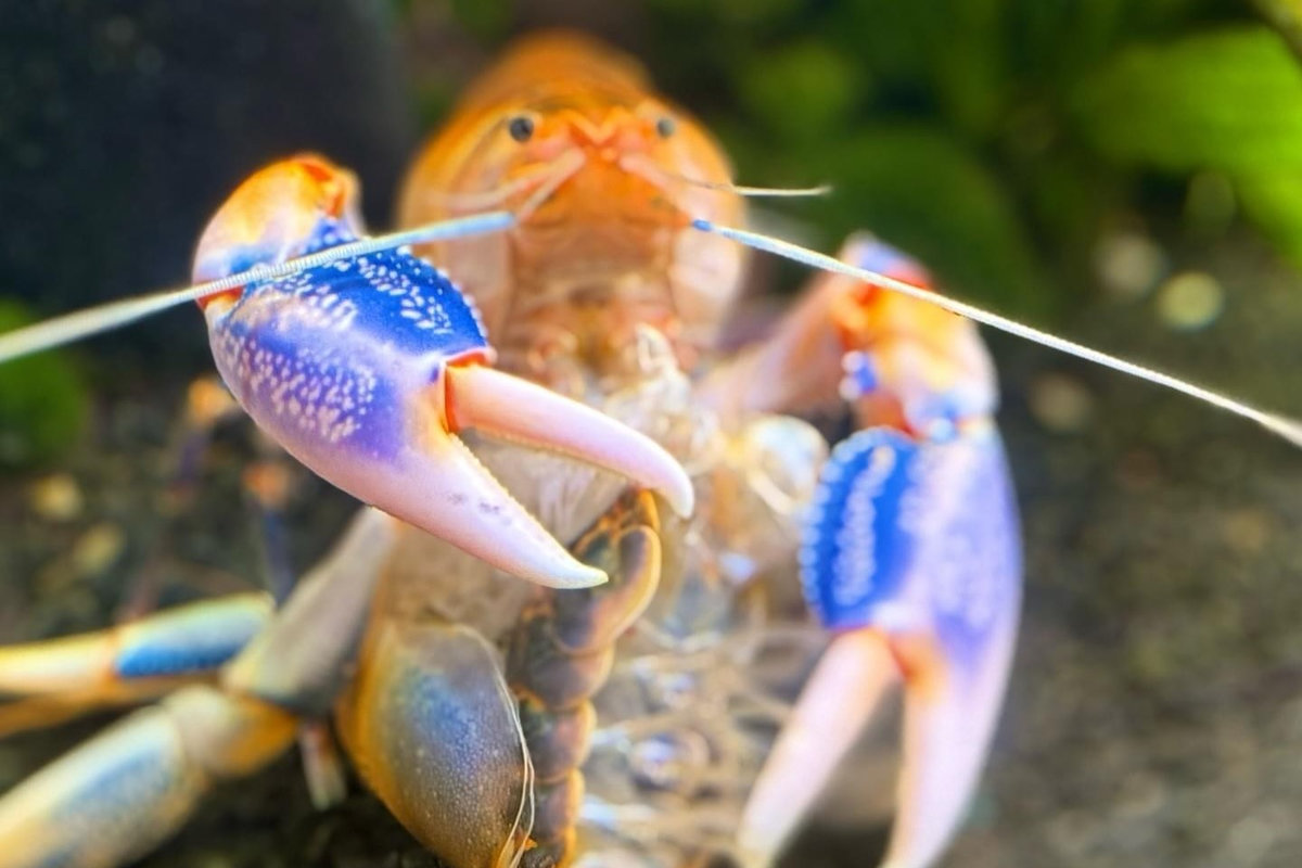 Будинок природи