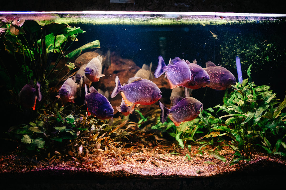 Будинок природи