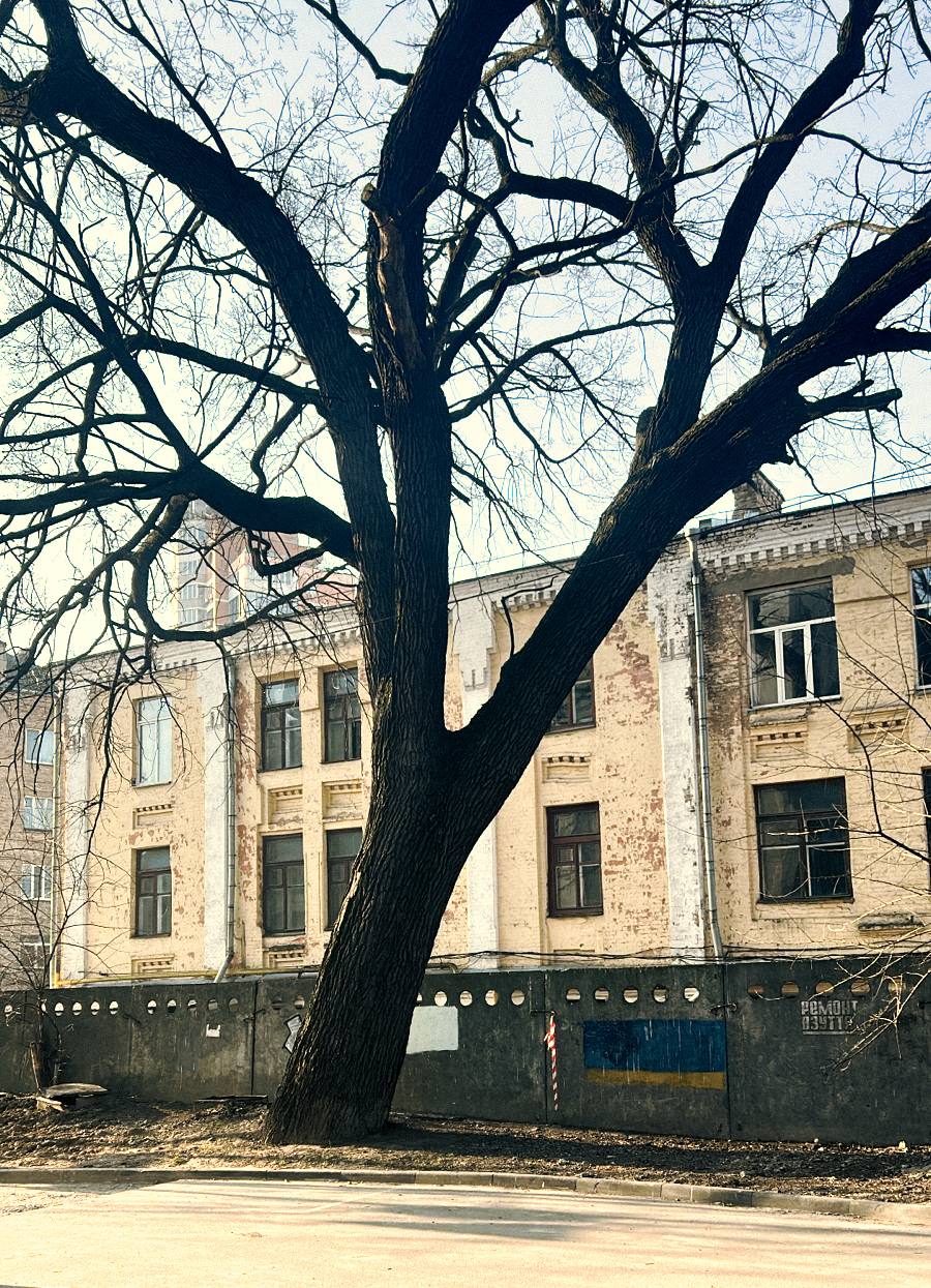 Дуб Миколи Пимоненка