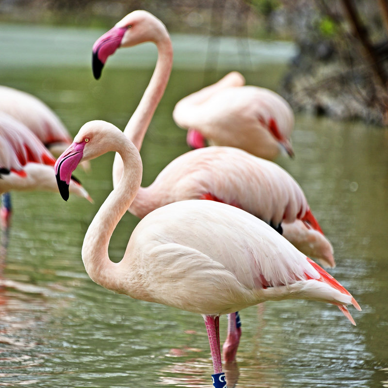 Рожеві фламінго в київському зоопарку