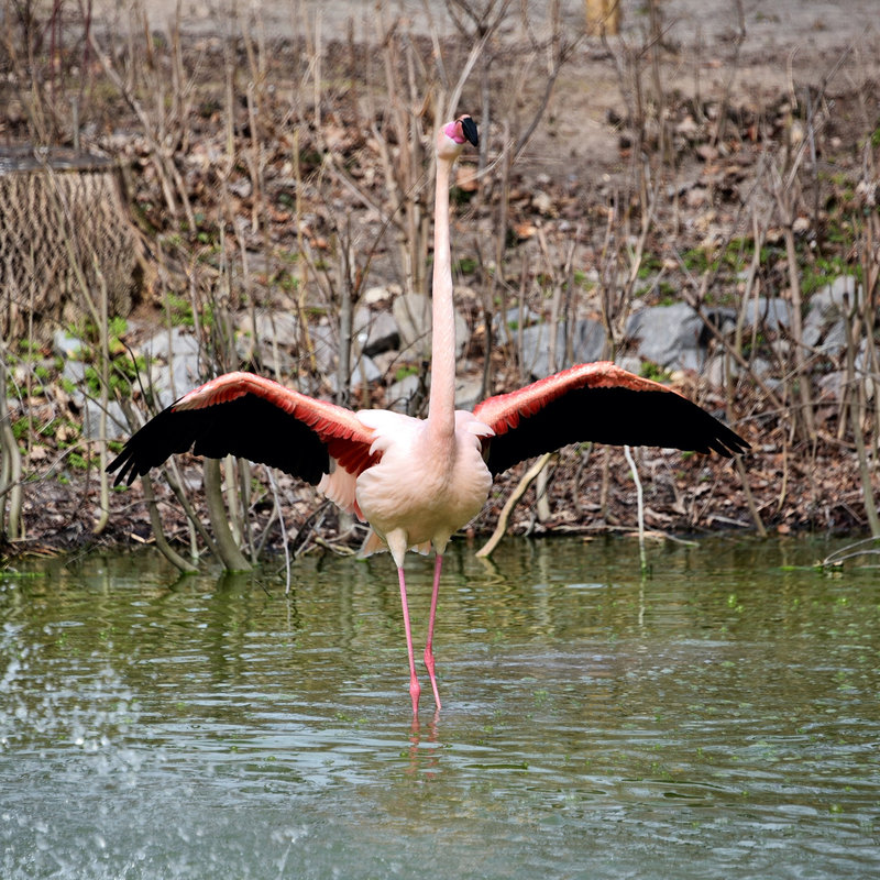 Рожеві фламінго в київському зоопарку