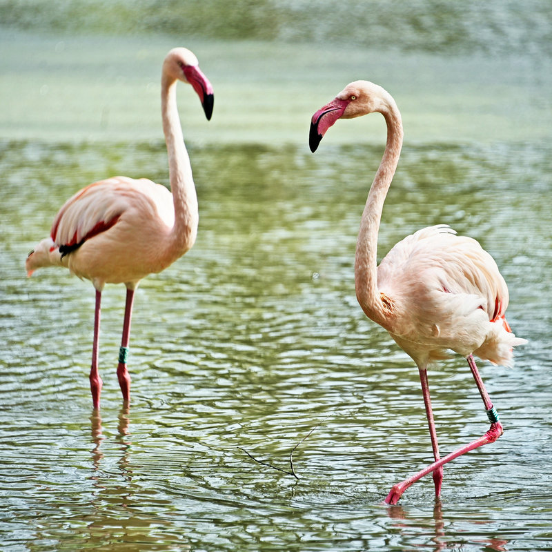 Рожеві фламінго в київському зоопарку