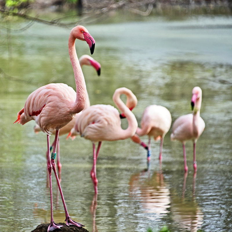 Рожеві фламінго в київському зоопарку
