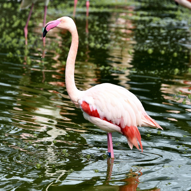 Рожеві фламінго в київському зоопарку