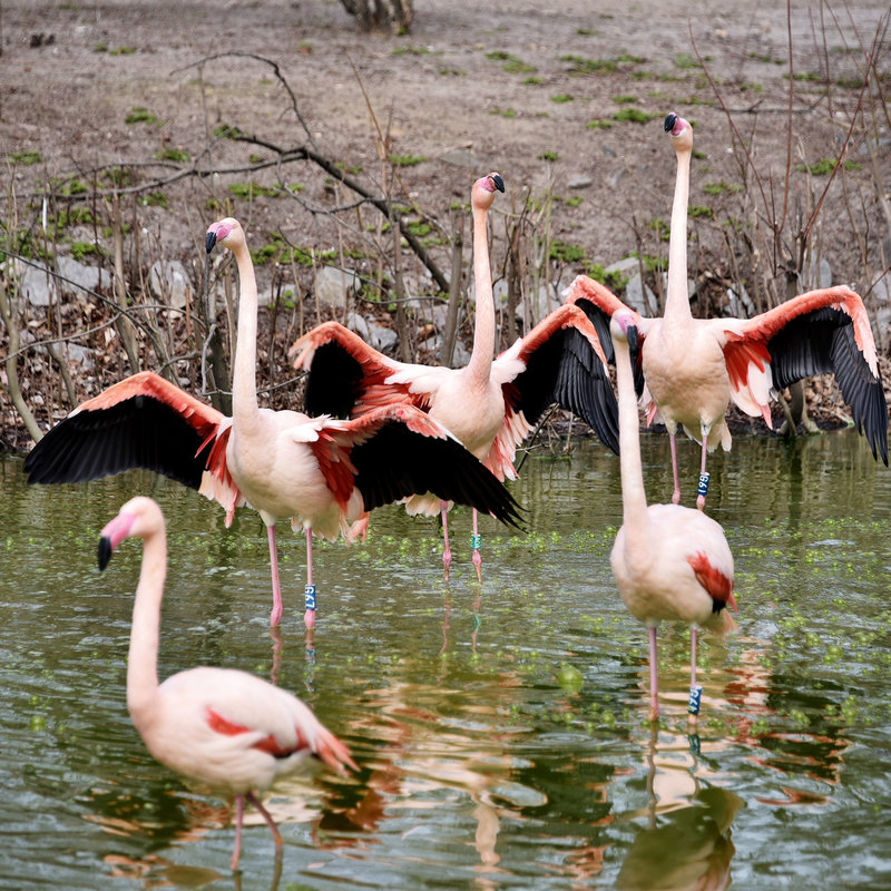 Рожеві фламінго в київському зоопарку