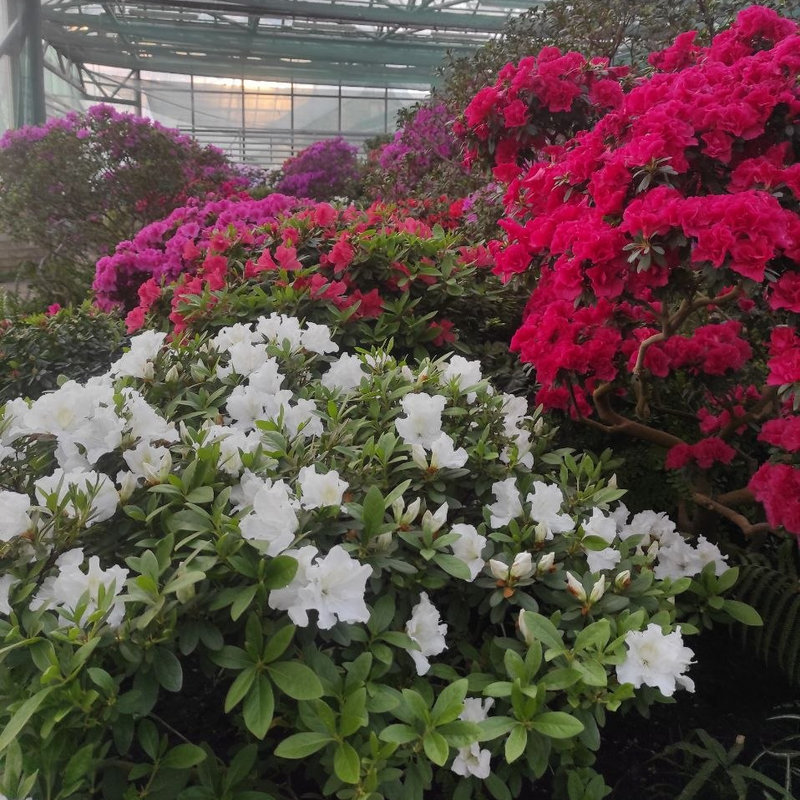 Ботсад Гришка