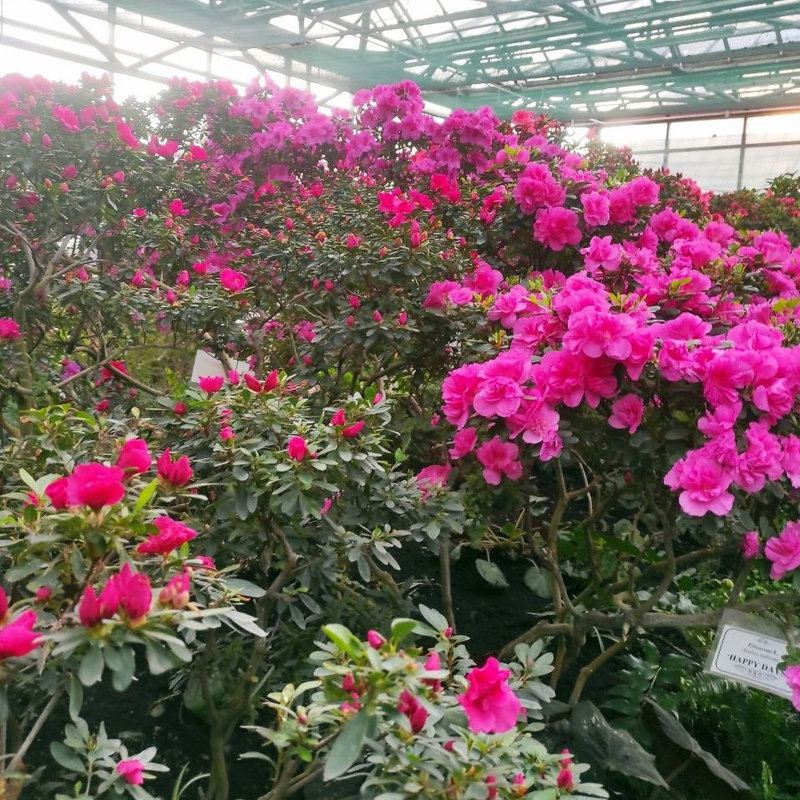 Ботсад Гришка