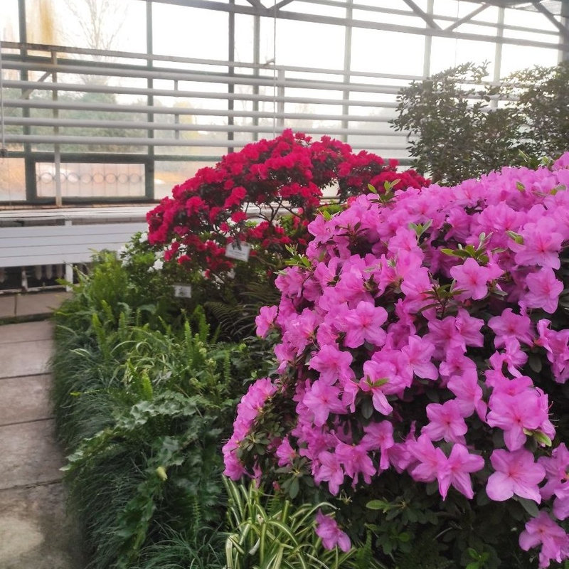 Ботсад Гришка