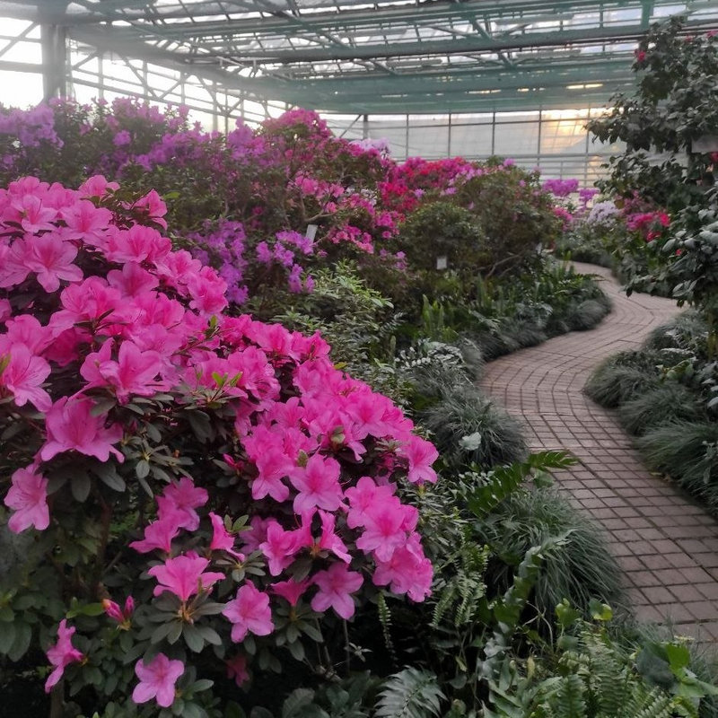 Ботсад Гришка