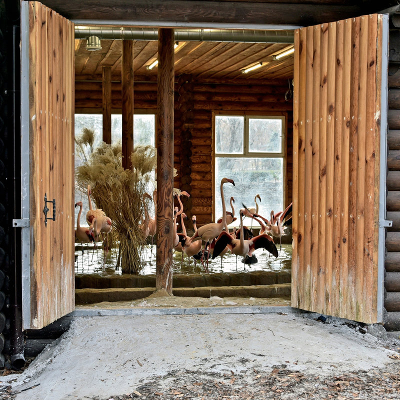 Рожеві фламінго в київському зоопарку