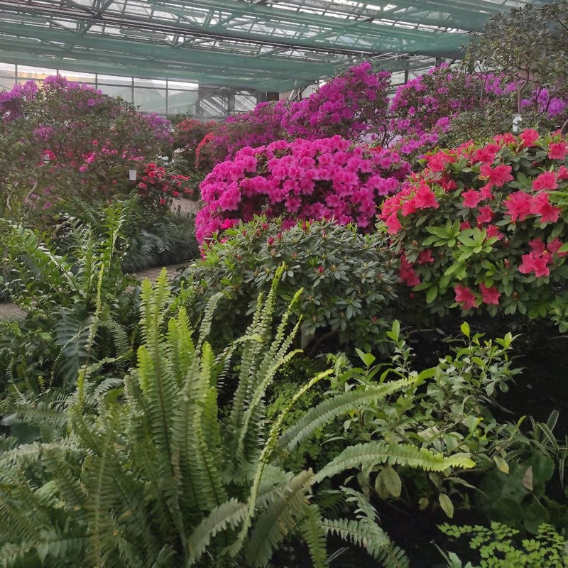 Ботсад Гришка