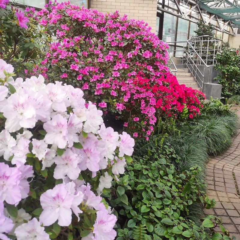 Ботсад Гришка