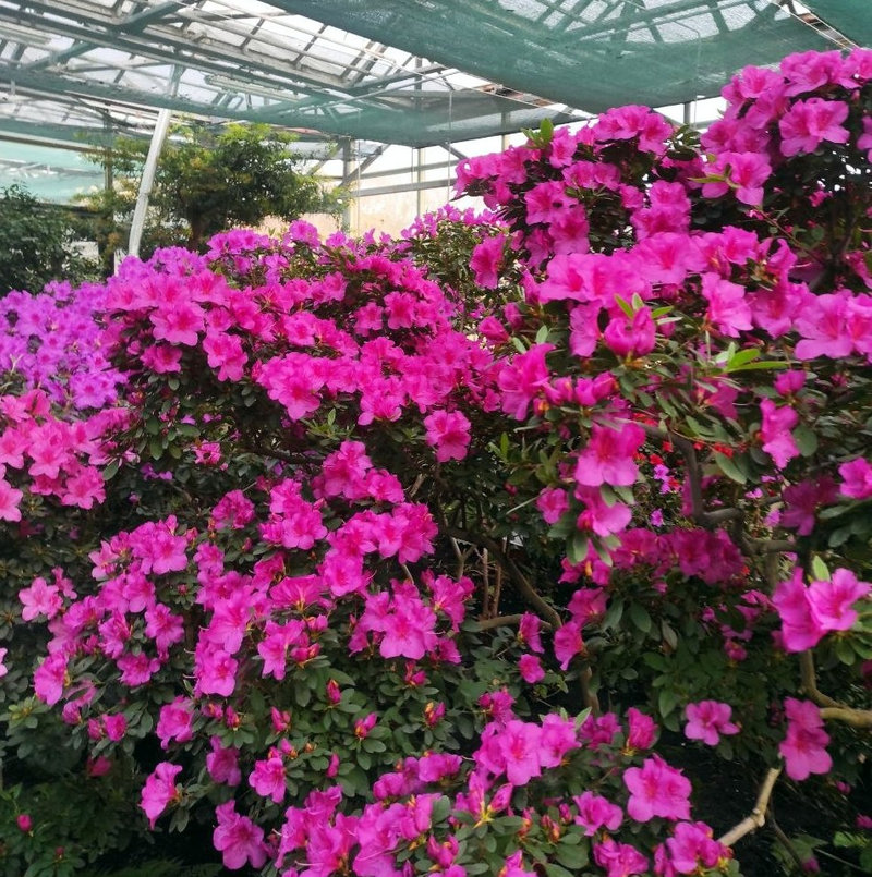 Ботсад Гришка