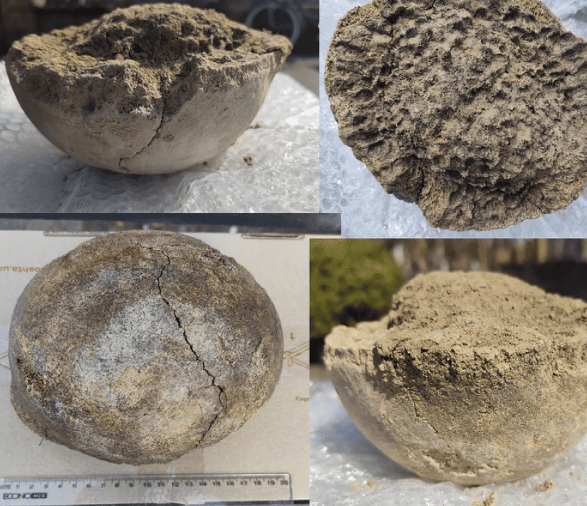 Рештки мамонта, які знайшли біля Переяслава