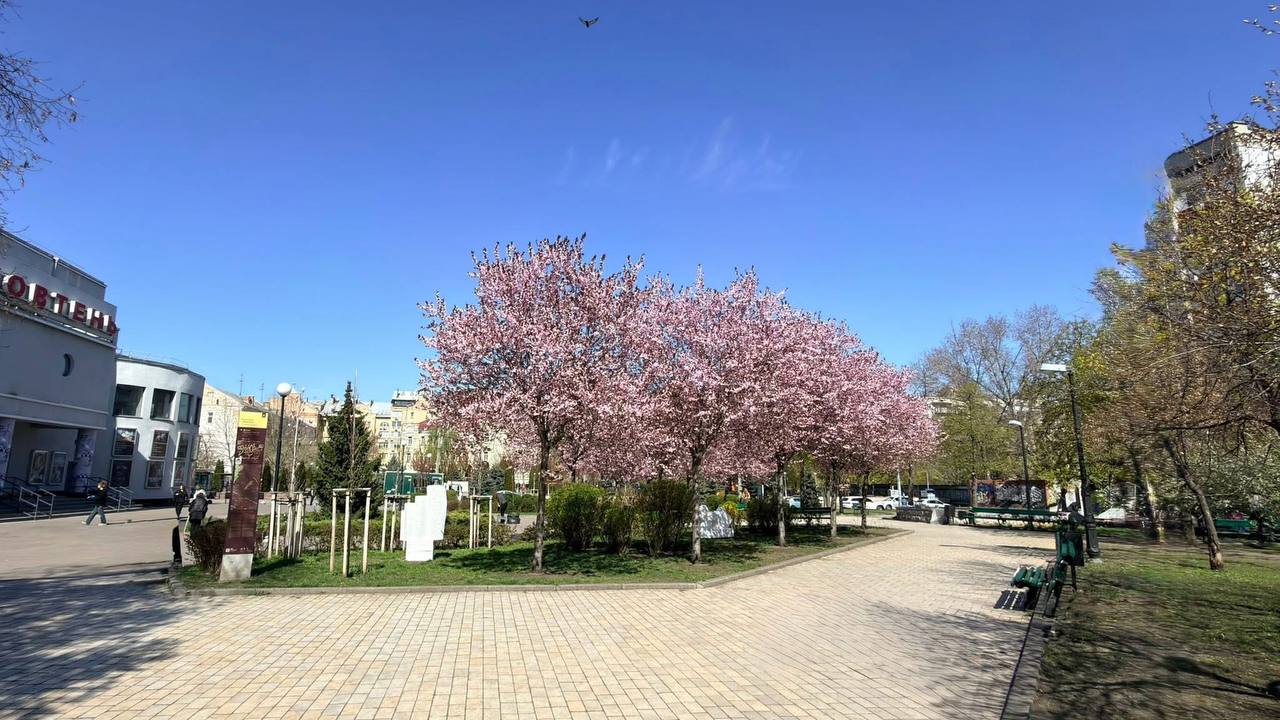 У Києві зацвіла слива 