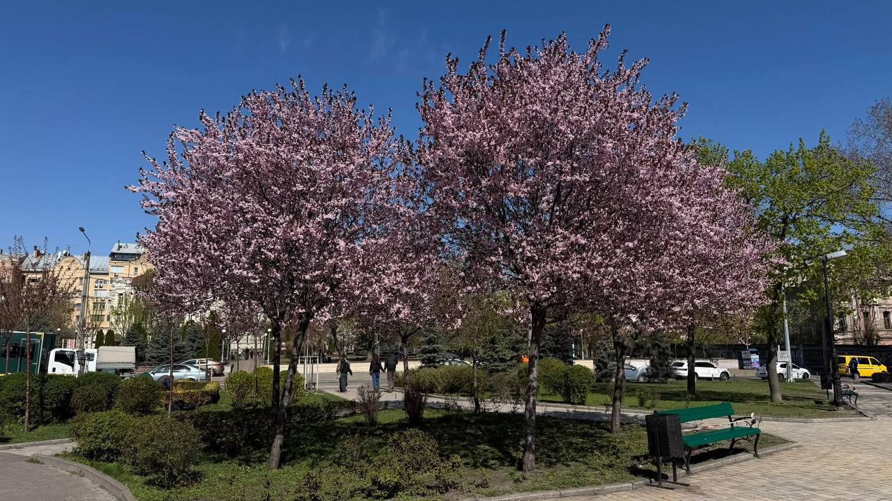 У Києві зацвіла слива 