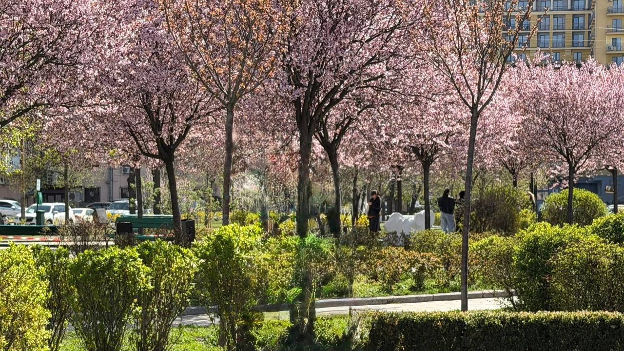 У Києві зацвіла слива 