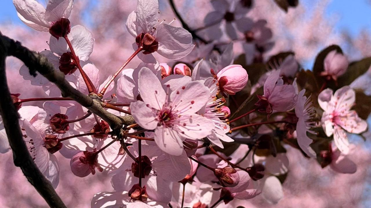 У Києві зацвіла слива 