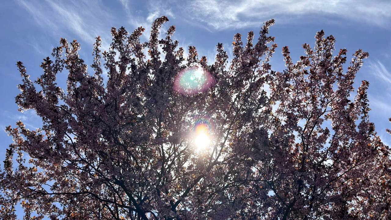 У Києві зацвіла слива 