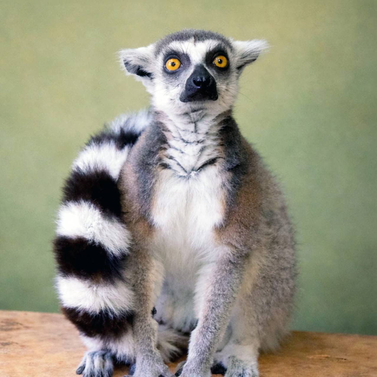 У КиївЗоо волонтери привезли лемура на адаптацію. Фото: facebook.com/zoo.kyiv.ua