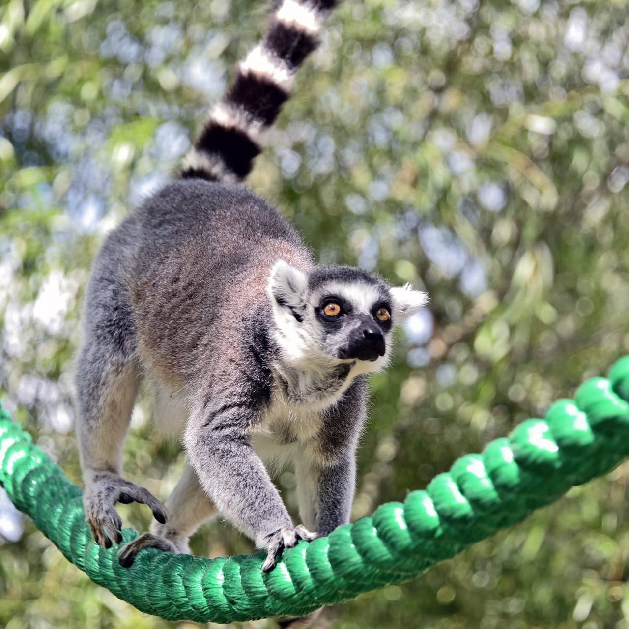 У КиївЗоо волонтери привезли лемура на адаптацію. Фото: facebook.com/zoo.kyiv.ua