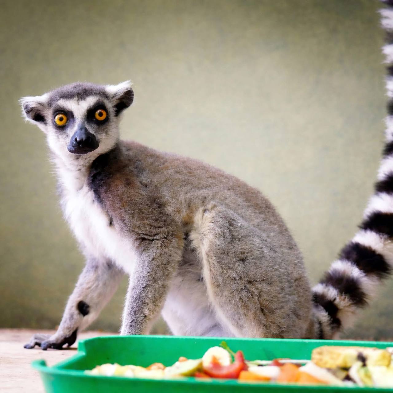 У КиївЗоо волонтери привезли лемура на адаптацію. Фото: facebook.com/zoo.kyiv.ua