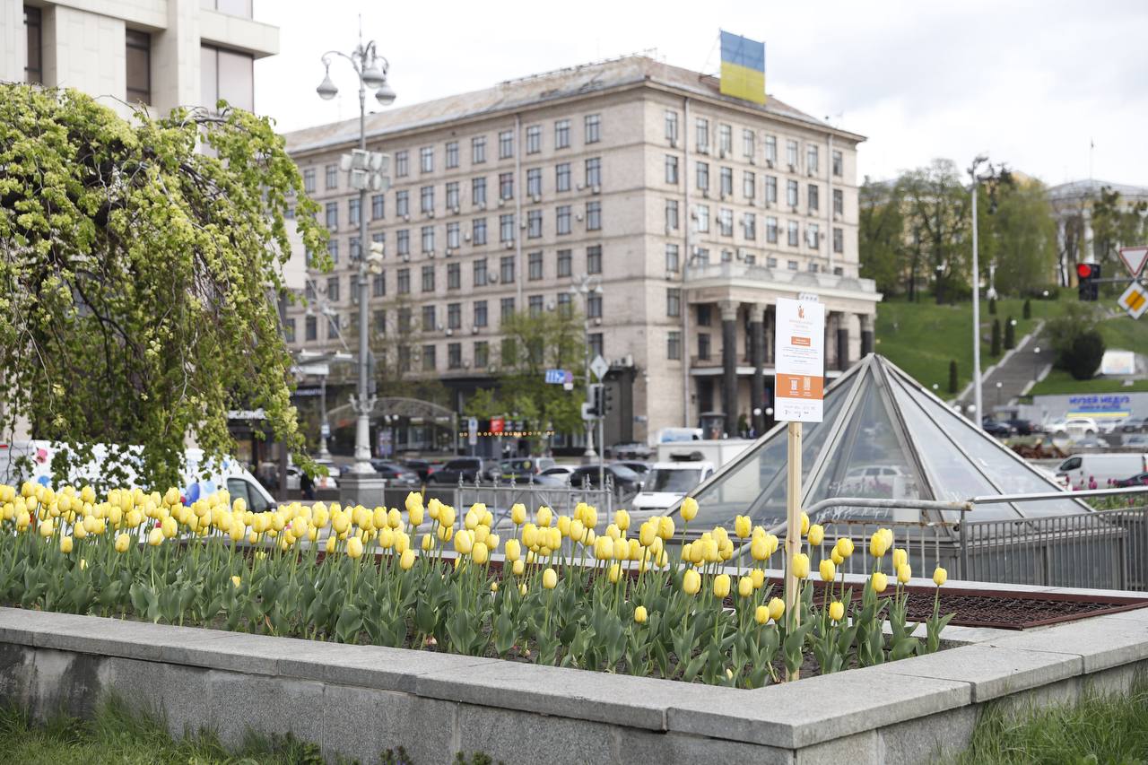 У Києві зацвіли перші тюльпани. Фото: Віта Олексишин/КМДА
