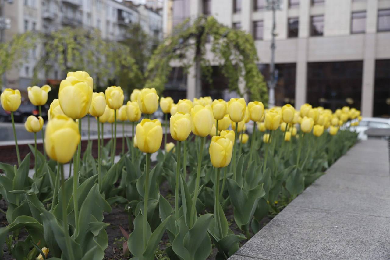 У Києві зацвіли перші тюльпани. Фото: Віта Олексишин/КМДА