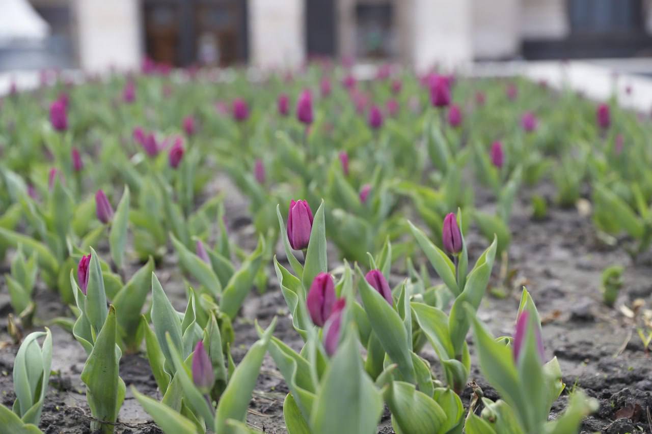 У Києві зацвіли перші тюльпани. Фото: Віта Олексишин/КМДА
