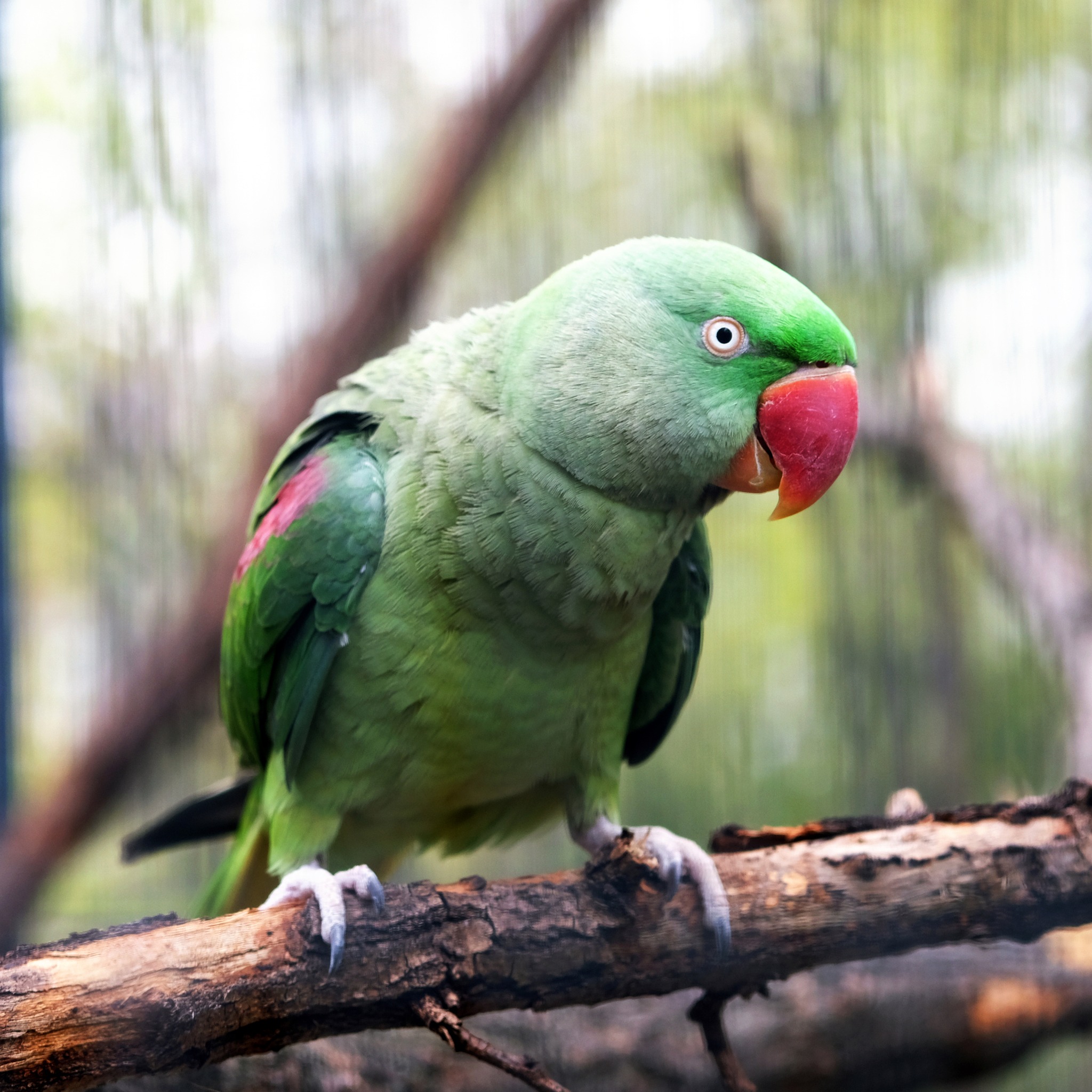 У КиївЗоо птахи продовжують переселятися із зимових домівок. Фото: facebook.com/zoo.kyiv.ua